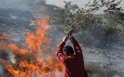 المؤتمر نت - صهاينة يحرقون مزروعات فلسطينية
