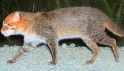 المؤتمر نت - العثور على أندر أنواع القطط